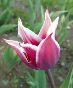 Blue Moon Triumph Tulip Mix -Outdoor Garden Care Shop tulip blue moon mix cropped hm 9