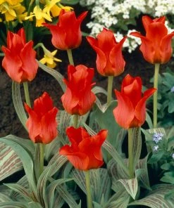 Red Riding Hood Rock Garden Tulip -Outdoor Garden Care Shop tulip red riding hood container cropped