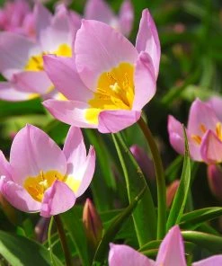 Magic Carpet Bulb Collection