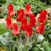 Red Riding Hood Rock Garden Tulip