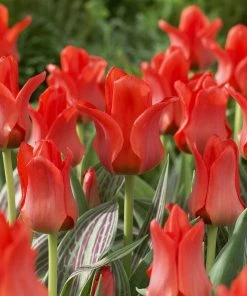 Red Riding Hood Rock Garden Tulip -Outdoor Garden Care Shop tulipa red riding hood tulips 2