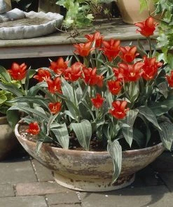 Red Riding Hood Rock Garden Tulip -Outdoor Garden Care Shop tulipa red riding hood tulips container