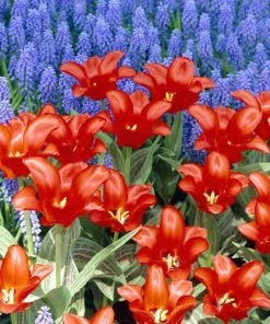 Red Riding Hood Rock Garden Tulip -Outdoor Garden Care Shop tulipa red riding hood tulips with muscari armenicum