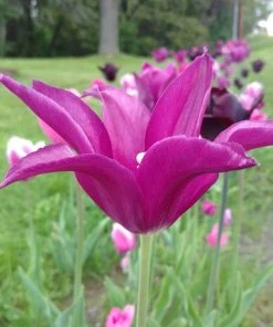 Blue Moon Triumph Tulip Mix -Outdoor Garden Care Shop tulipa blue moon mix hm 3