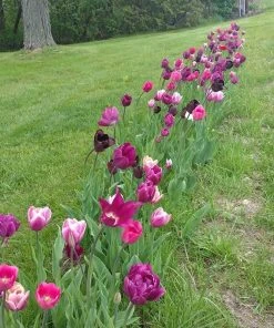 Blue Moon Triumph Tulip Mix -Outdoor Garden Care Shop tulipa blue moon mix hm 4