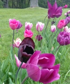 Blue Moon Triumph Tulip Mix