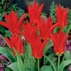 Red Emperor Tulip