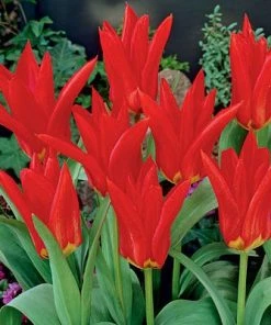 Red Emperor Tulip