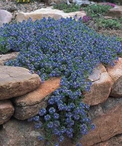 Tread On Me Evergreen Groundcover Collection -Outdoor Garden Care Shop veeronica pectinata groundcovers 2