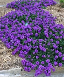 Valley Lavender® Plains Verbena -Outdoor Garden Care Shop verbena bipinnitifida valley lavender 3