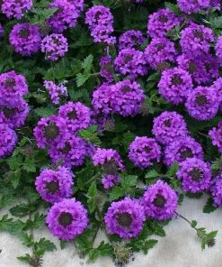 Valley Lavender® Plains Verbena
