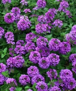 Valley Lavender® Plains Verbena -Outdoor Garden Care Shop verbena bipinnitifida valley lavender close up