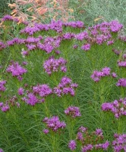 Iron Butterfly Ironweed (Vernonia) -Outdoor Garden Care Shop vernonia lettermanii iron butterfly agastache aurantiaca shades of orange