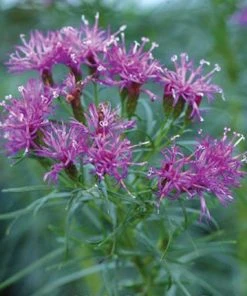 Iron Butterfly Ironweed (Vernonia) -Outdoor Garden Care Shop vernonia lettermanii iron butterfly 1
