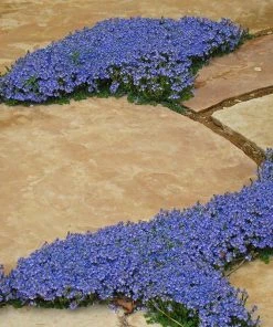 Tread On Me Evergreen Groundcover Collection -Outdoor Garden Care Shop veronica oltensis thyme leaf veronica