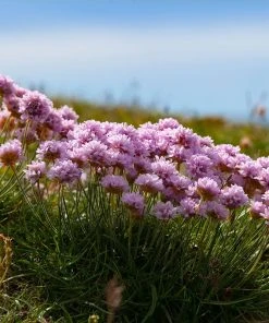 Victor Reiter Armeria