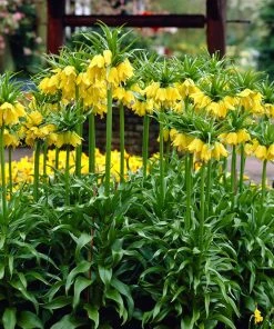 Yellow Crown Imperial -Outdoor Garden Care Shop visi02917 fritillaria lutea cropped