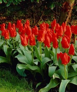 Red Emperor Tulip -Outdoor Garden Care Shop visi04220 red emperor tulip cropped