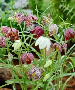 Snake's Head Fritillary -Outdoor Garden Care Shop visi26883 fritillaria meleagris0cropped