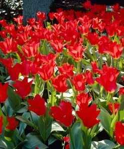 Red Emperor Tulip -Outdoor Garden Care Shop visi28048 red emperor tulip cropped