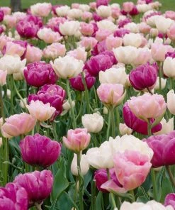 Double Late Tulip Mix 6 Double Late Tulip Mix -Outdoor Garden Care Shop visi34695 double late tulip mix cropped