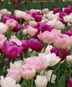 Double Late Tulip Mix 7 Double Late Tulip Mix -Outdoor Garden Care Shop visi34696 double late tulip mix cropped