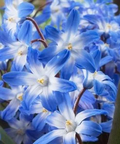 Blue Giant Glory Of The Snow -Outdoor Garden Care Shop visi39226 chionodoxa forbesii blue giant cropped