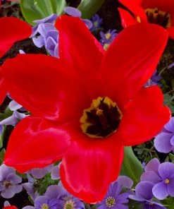 Red Emperor Tulip -Outdoor Garden Care Shop visi45237 red emperor tulip cropped