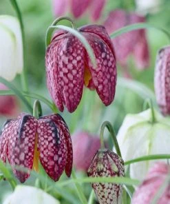 Snake's Head Fritillary