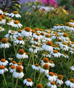 PowWow® White Echinacea
