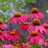 PowWow® Wild Berry Echinacea