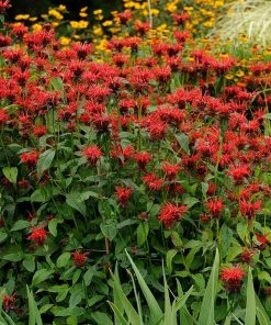 Jacob Cline Bee Balm -Outdoor Garden Care Shop walters gardens monarda jacob cline cropped 1 1 1