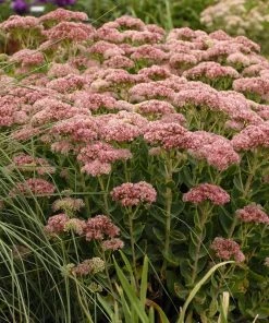 August Afternoons Pre-Planned Garden -Outdoor Garden Care Shop walters gardens sedum autumn fire pink