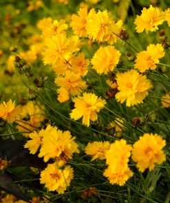 Sunray Coreopsis