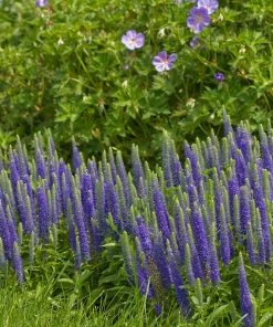 Butterfly Paradise Pre-Planned Cottage Garden -Outdoor Garden Care Shop walters gardens veronica royal candles blue blooms