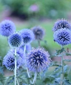 Blue Glow Echinops