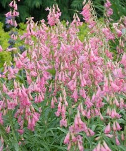 Elfin Pink Penstemon -Outdoor Garden Care Shop walters gardens penstemon elfin pink cropped