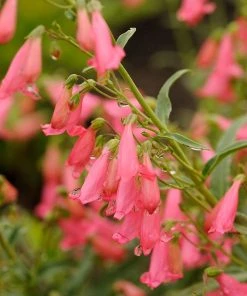 Elfin Pink Penstemon