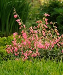 Elfin Pink Penstemon -Outdoor Garden Care Shop walters gardens penstemon elfin pink cropped 3