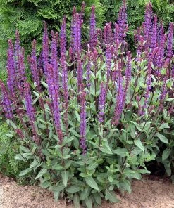 Caradonna Salvia -Outdoor Garden Care Shop walters gardens salvia caradonna cropped 1