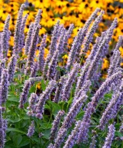Blue Fortune Agastache