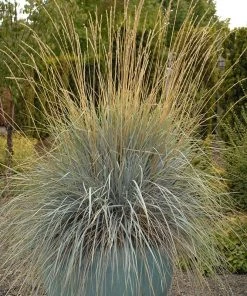 Blue Oat Grass 9 Blue Oat Grass -Outdoor Garden Care Shop walters gardens helictotrichon sempervirens cropped 4