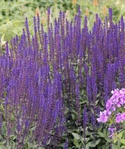 Caradonna Salvia -Outdoor Garden Care Shop walters gardens salvia caradonna cropped