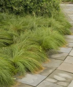 Prairie Dropseed Grass
