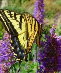 Blue Blazes Agastache -Outdoor Garden Care Shop western swallowtail sipping agastache blue blazes 3