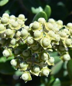 Ice Ballet Swamp Milkweed -Outdoor Garden Care Shop white ice ballet milkweed asclep