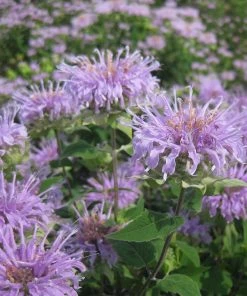 Wild Bergamot (Wichita Mountains Form)