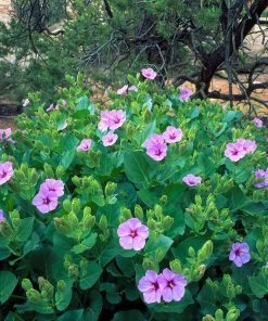 Wild Four O'Clock (Mirabilis) -Outdoor Garden Care Shop wild four oclocks