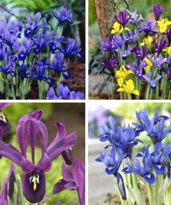 Wildflower Iris Bulb Collection