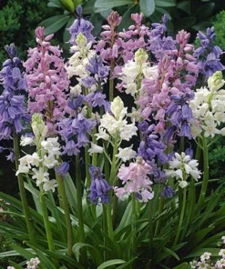 Wood Hyacinth Mix (Spanish Bluebells)